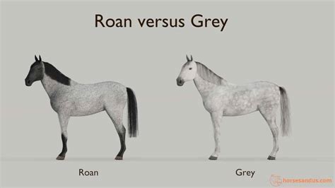 What Is A Roan Horse? Compare to other Roaning Patterns