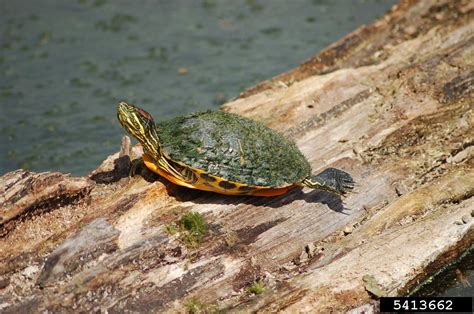 Red Eared Slider Trachemys Scripta Elegans