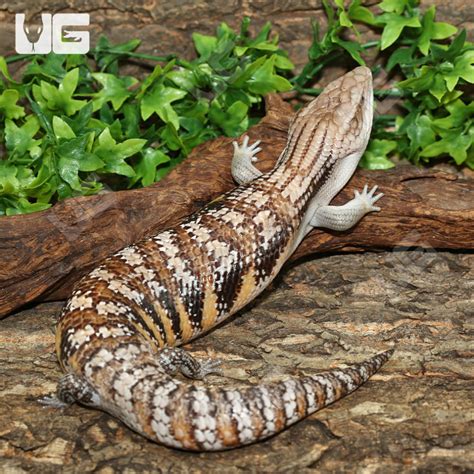 Baby Northern Blue Tongue Skinks For Sale Underground Reptiles