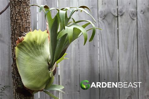 Staghorn Fern Guide How To Grow Care For Platycerium Bifurcatum