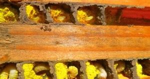 Red Mason Bee (Osmia rufa)-life cycle part (1) | nurturing nature