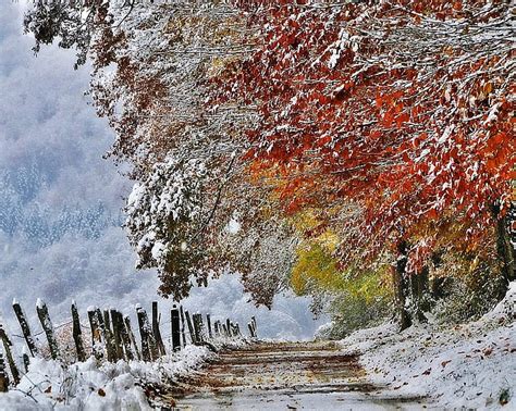 HD wallpaper: maple tree, ice, winter, trees, snow, plant, beauty in ...