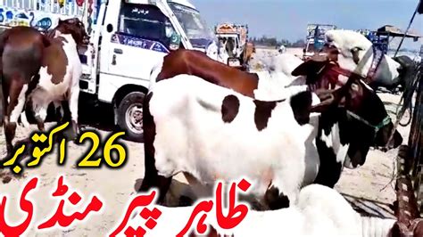 Zahir Pir Cow Mandi Fresh Update Today Video Ablk Nukre Gulabi Bachre