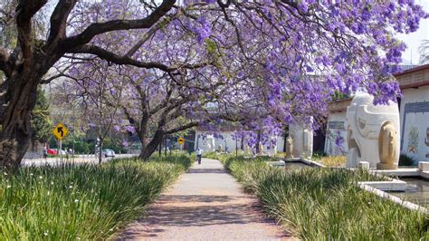 Bosque De Chapultepec On Twitter Es Temporada De Jacarandas En El