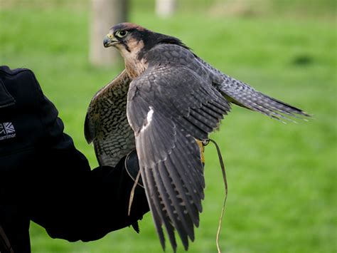 lanner falcon national centre  birds  david dixon geograph