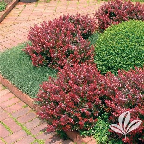 Berberis Thunbergii Crimson Pygmy Compact Crimson Pygmy Barberry From