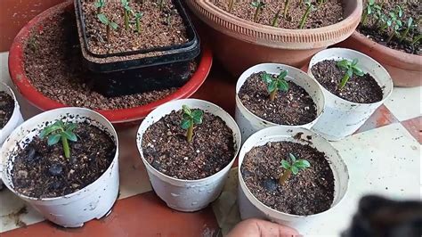 How To Grow Adenium Seed Adenium Seedlings Care Youtube