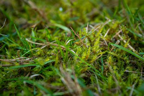 How To Get Rid Of Moss In Your Lawn Forever Allett Usa