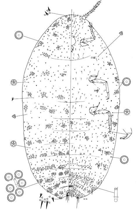 FIGURE 19 in A review of the mealybugs (Hemiptera: Coccoidea