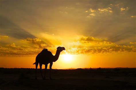 A Camel Silhouette at Sunset Stock Photo - Image of silhouette ...