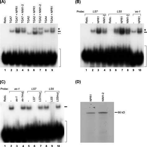 NPR1 Enhances The DNA Binding Activity Of The Arabidopsis BZIP