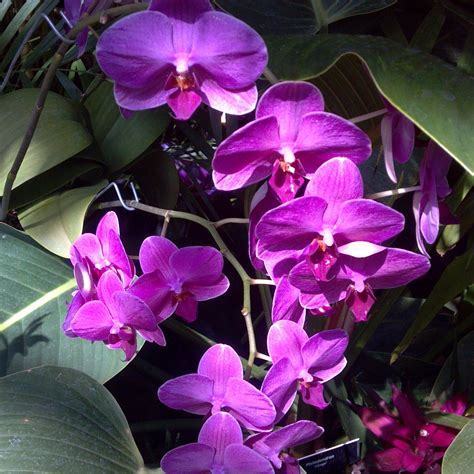 Purple orchids