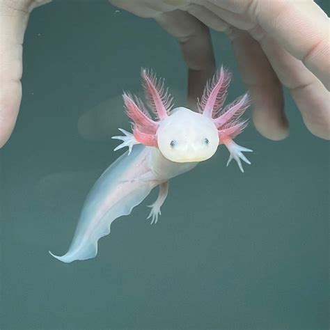 axolotls  sale axolotl planet