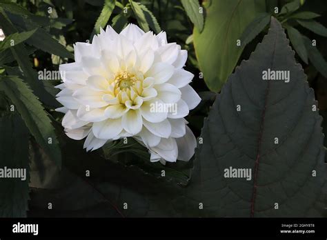 Dahlia ‘white Perfection Decorative Dahlia Group 5 White Flowers With