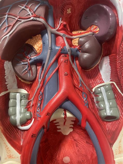 Ap 2 Veinsarteries Model Abdomen Diagram Quizlet