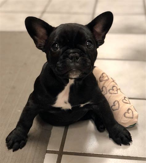 bijou animal hospital pc 7