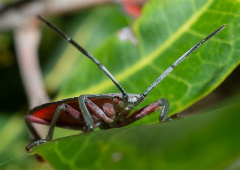 Lychee Stink Bug Tessaratoma Papillosa Port Stephens N Flickr