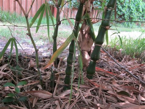 Dwarf Buddha Belly Bamboo Jungle Jacks Bamboo Nursery