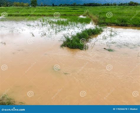 Agriculture Rice Field Flooded Stock Photo Image Of Fertility