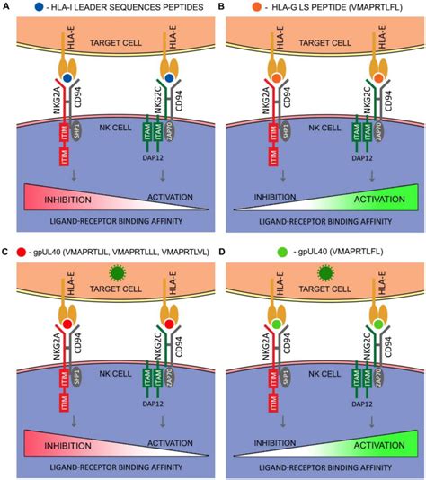 Activating NKG2C Receptor Functional Characteristics And Current