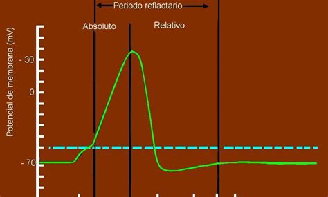 Período Refratário Absoluto E Relativo - BIOLOGÍA nivel enseñanza media : Período refractario.