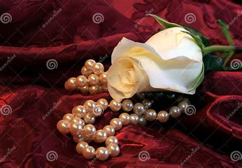 White Rose And Pearls Stock Image Image Of Flora Flower 2030231