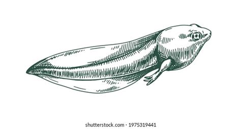 Young Tadpole Drawing