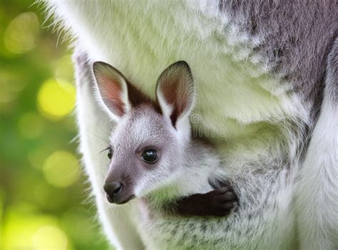 Kangaroo Joey Peeking Out Of Its Mother S Pouch Ith Soft Blurred Background Ai Image