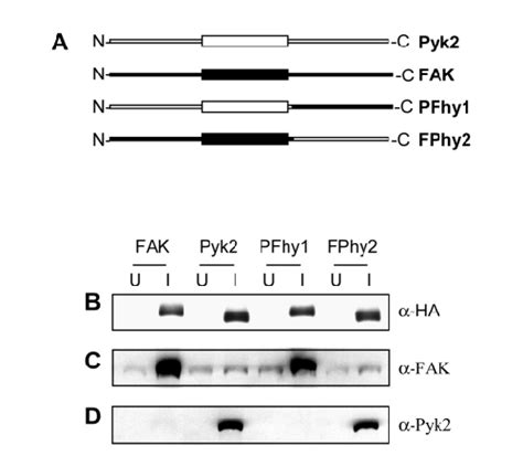 Inducible Expression Of Pyk2 Fak Pfhy1 And Fphy2 In Nih3t3 Cells A Download Scientific