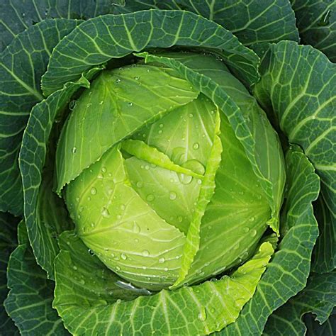 Buy Hybrid Cabbage Seeds Online