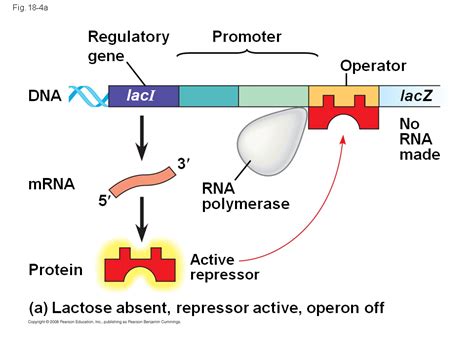 Positive Gene Regulation