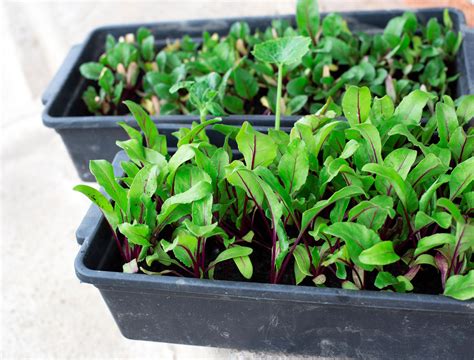 How To Grow And Care For Beets In Your Container Garden