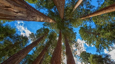 HD wallpaper: Redwood, sequoia, green tree, forest | Wallpaper Flare