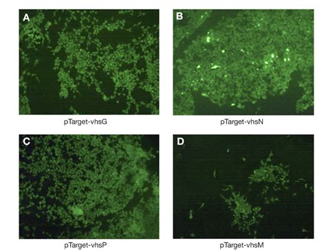 Reactivity Of MAb VHS 10 To Epithelioma Papillosum Cyprini EPC Cells