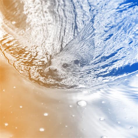 Earth.fm: Listen to nature sounds, fall in love with the Earth