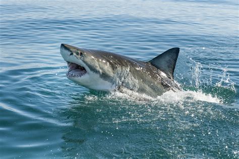 Aggressive Shark Attacks Man in Kayak - Newsweek