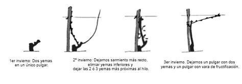 Poda de la vid Técnicas Agroterra Blog