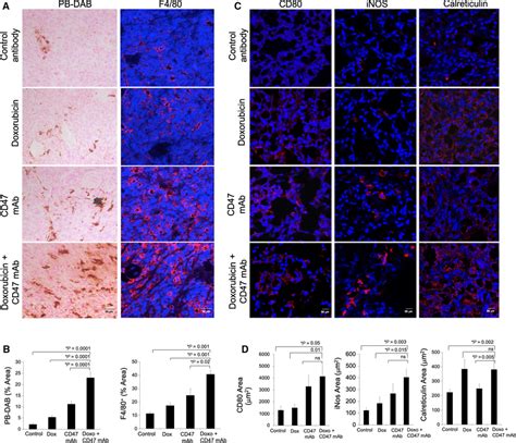 Histopathology Shows M1 Macrophage Activation After Doxorubicin And Download Scientific Diagram