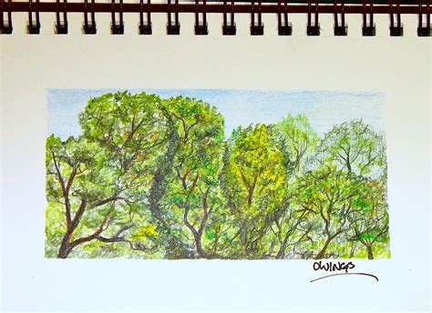 Owings Art Studio: Trees - Colored Pencil Sketch