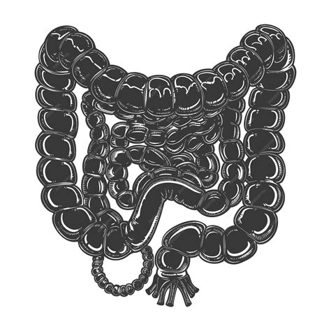 Intestino Grueso Partes 5