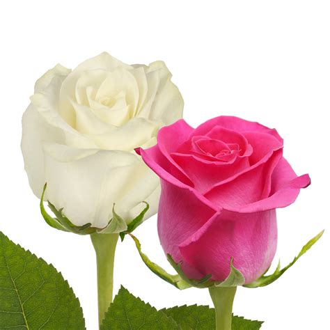 Hot Pink & White Roses | Your Rose Guy