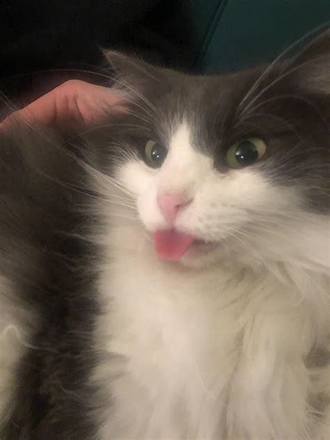 👀👅 blep. : r/Blep