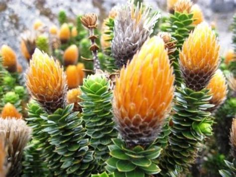 Pin De Tupapumandingo En Flora De La Regi N Insular Del Ecuador