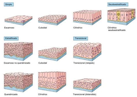 Tipos De Epitélios De Revestimento - Tipos De Tejido Epitelial 5,168 Imágenes, Fotos De Stock, Objetos En