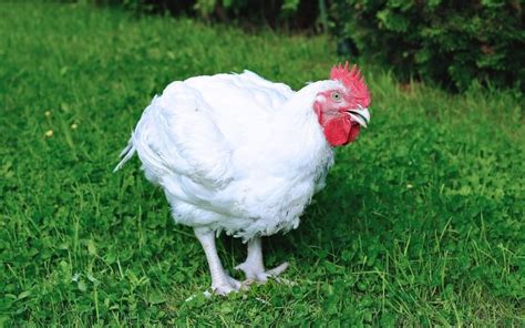 10 Hybrid Chicken Breeds With Pictures Learnpoultry