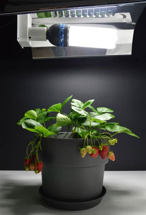 Indoor Plant Light Guide Grow Lights