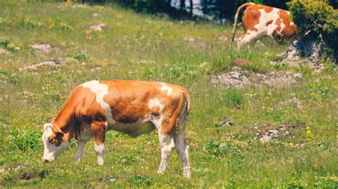 Cows On The Grass Of The Meadow Of The Big Pasture Plateau Velika