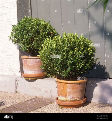 Common Boxes Buxus Sempervirens Hi Res Stock Photography And Images Alamy