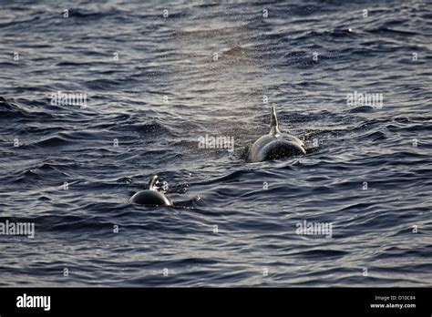 A Close Up Of A Breathing Short Finned Pilot Whale Mother With Her Calf