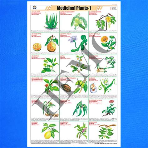 Medicinal Plants -I – Laboratory-Products